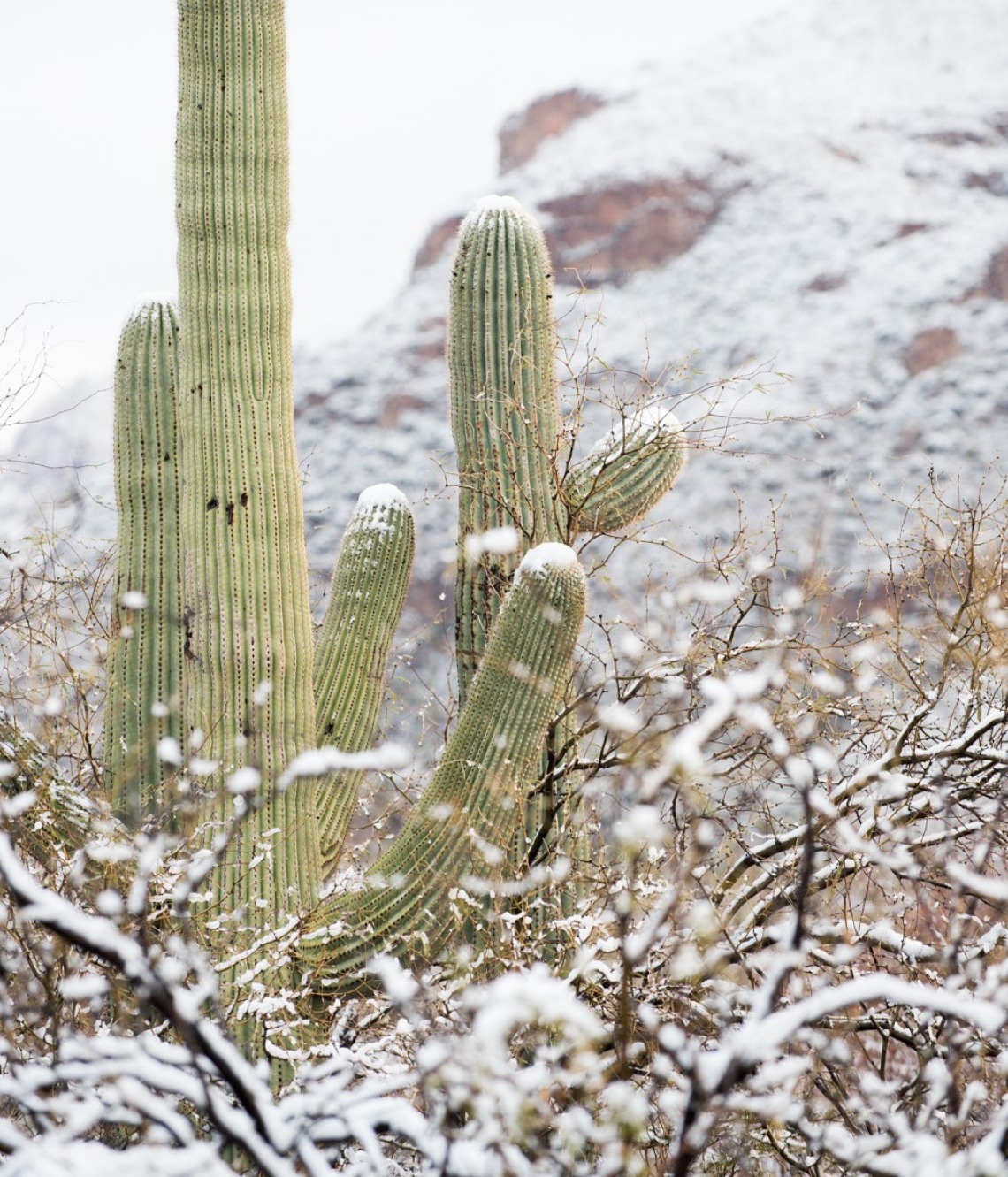 snow on saguaro cacatus